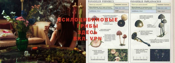 стаф Балахна